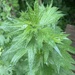 Wild Motherwort
