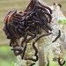 Caterpillar cluster