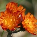 Orange Hawkweed