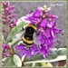 A Silly Bee  (Poem) by ladymagpie