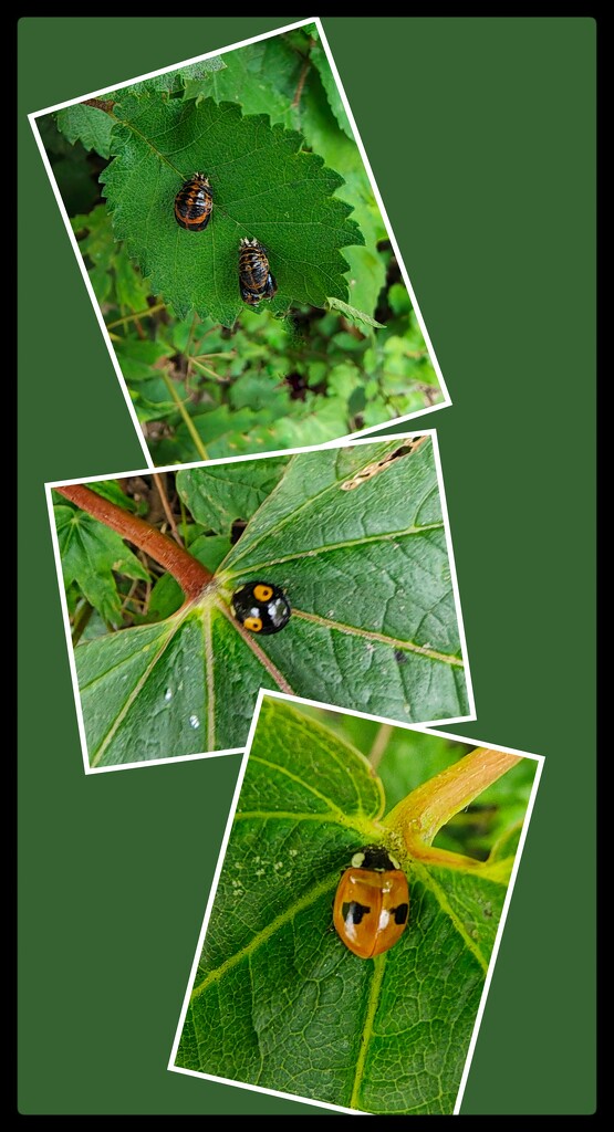 Ladybirds by 30pics4jackiesdiamond