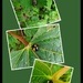 Ladybirds