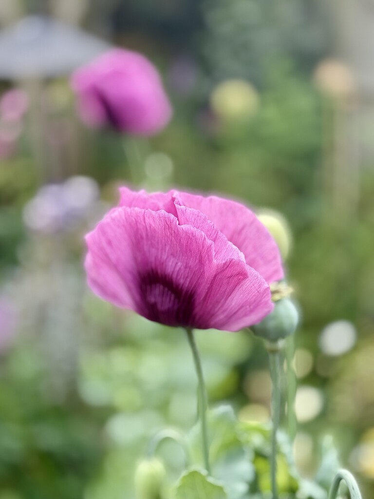 Purple Poppy by phil_sandford
