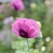 Purple Poppy