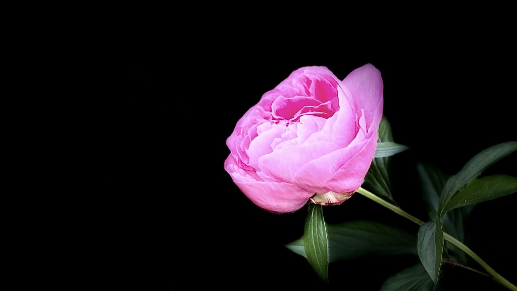 Peony by carole_sandford