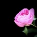 Peony