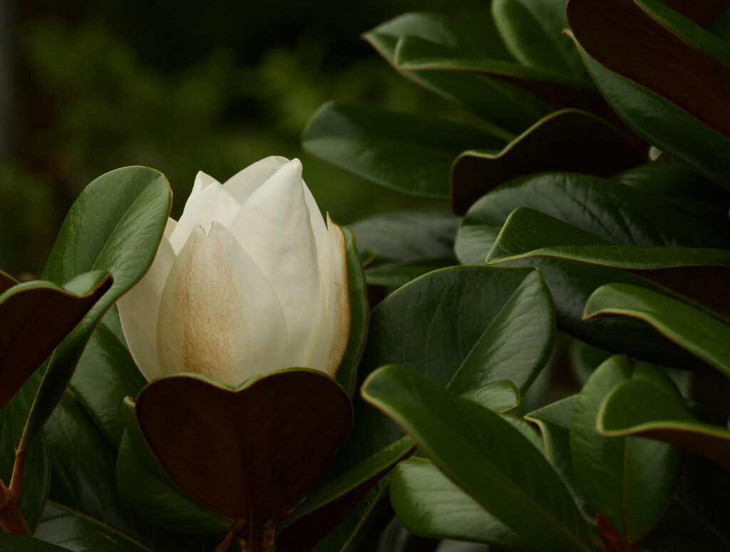 Magnolia bud by eudora