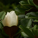 Magnolia bud