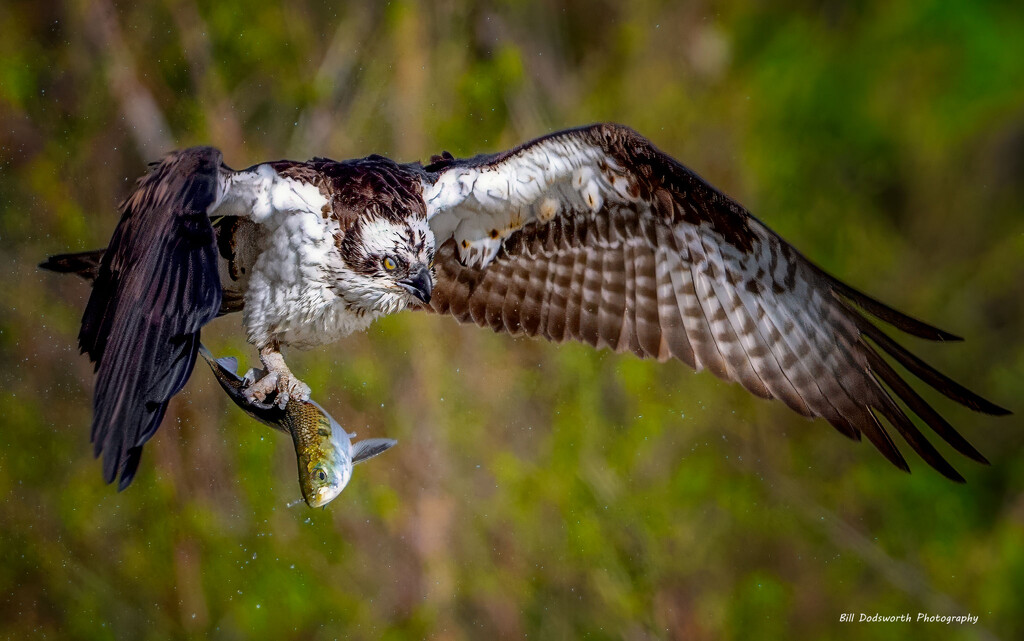 Shaking off after the dive! by photographycrazy