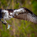 Shaking off after the dive! by photographycrazy
