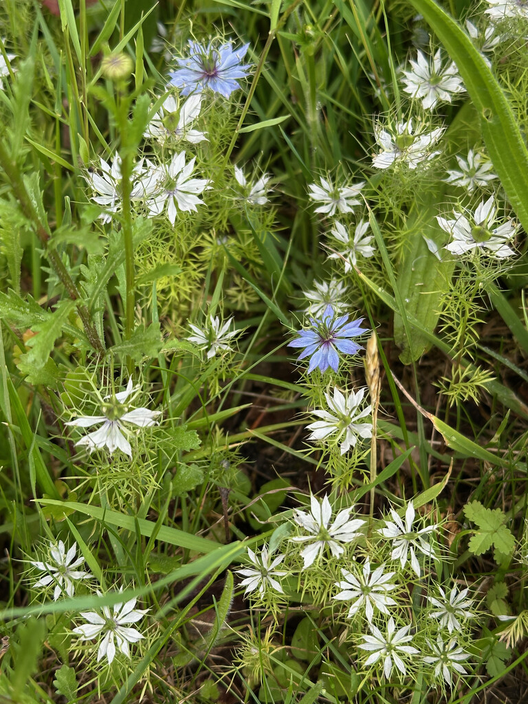 Nigella by 365projectmaxine