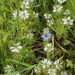 Nigella