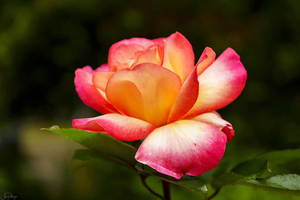 Glowing Rose by jgpittenger