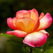 Glowing Rose by jgpittenger