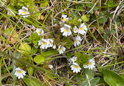 9th Jun 2025 - Eyebright