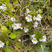 Eyebright