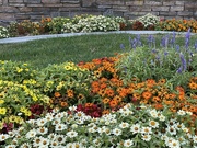 9th Jun 2025 - Garden on our Neighborhood Walk