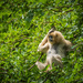 The white-handed gibbon
