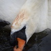 Swan