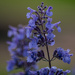Catmint