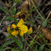 bird's-foot trefoil and spider