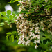 Black locust