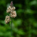 Orchard grass