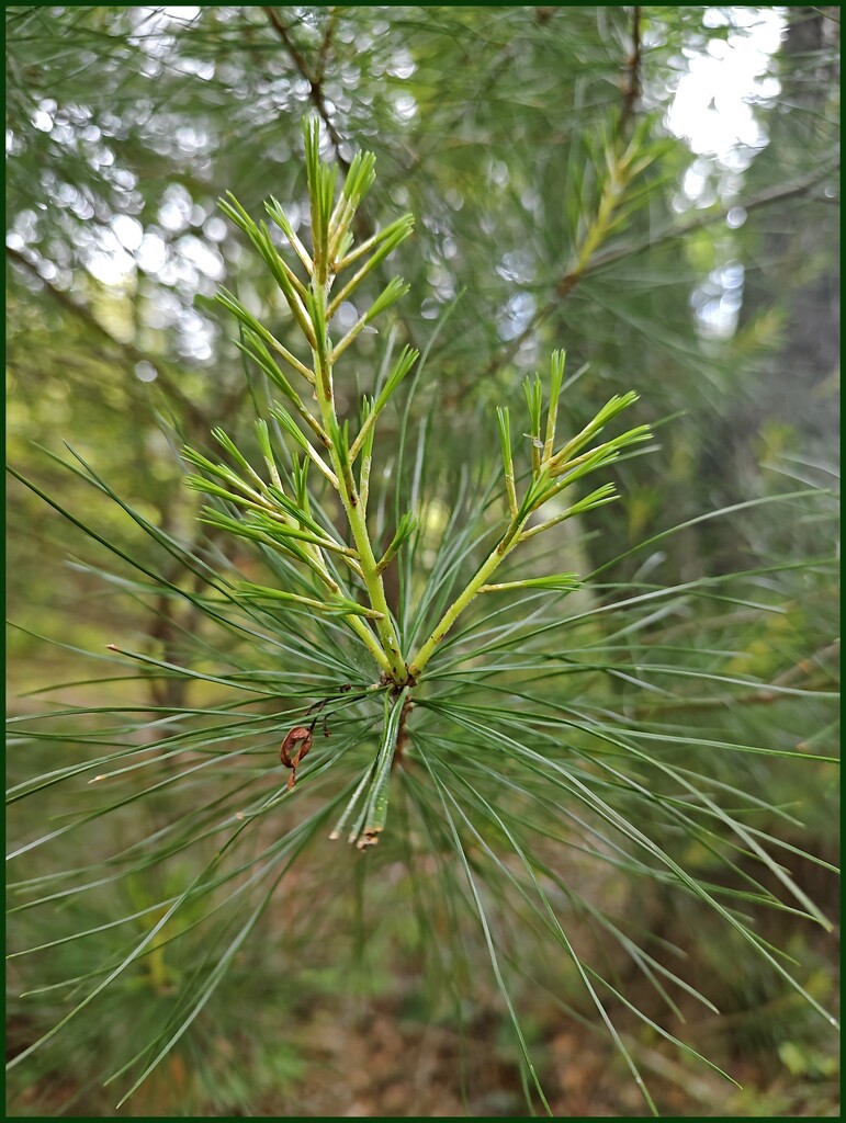 New Growth by olivetreeann