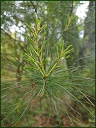 9th Jun 2025 - New Growth