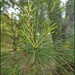 New Growth