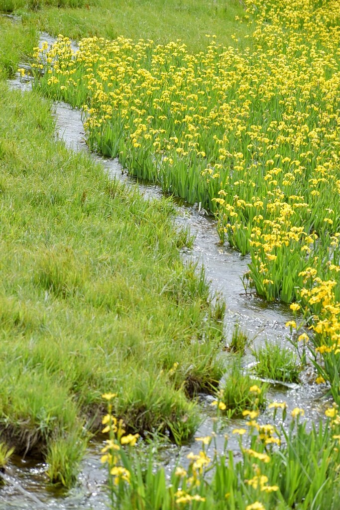 A Small Stream... by bjywamer