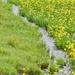 A Small Stream...