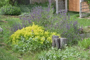 8th Jun 2025 - More From Neighbor's Garden...