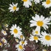 IMG_20250606_120946 (1) (1)