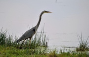 8th Jun 2025 - Heron 