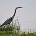 Heron 