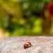 Ladybird with a difference by pattyblue