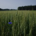 Cornflower