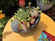 10th Jun 2025 - A Prickly Situation