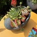A Prickly Situation