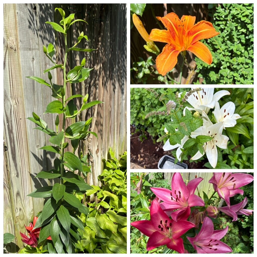 A Full Range of Lilies by allie912