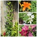 A Full Range of Lilies