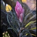 Airplant