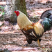 Rooster at the Playground!