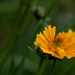 Coreopsis-2