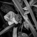 Morning glory-2
