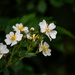 Multiflora rose