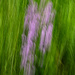 Tufted vetch-2
