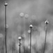 Wild garlic-2