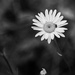 Daisy with bug